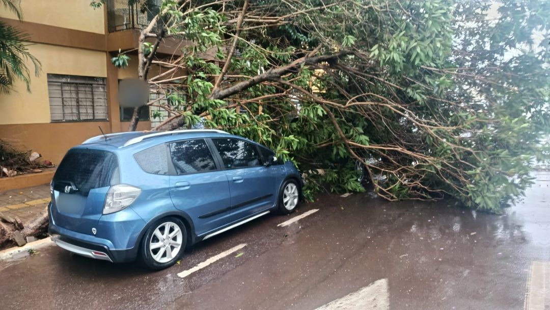 Árvores caem sobre carros e bairros registram alagamentos durante forte chuva em Toledo