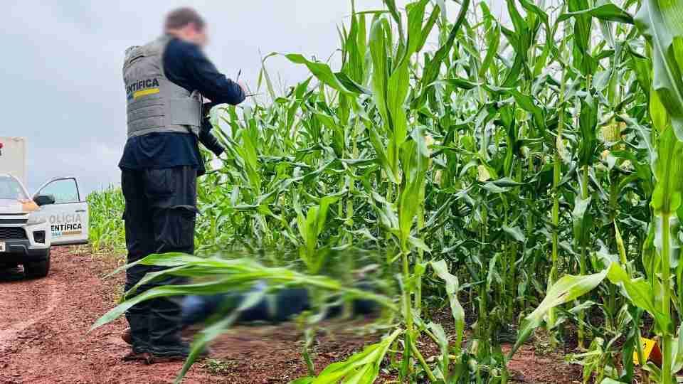 Homem é executado a tiros em milharal no oeste do PR