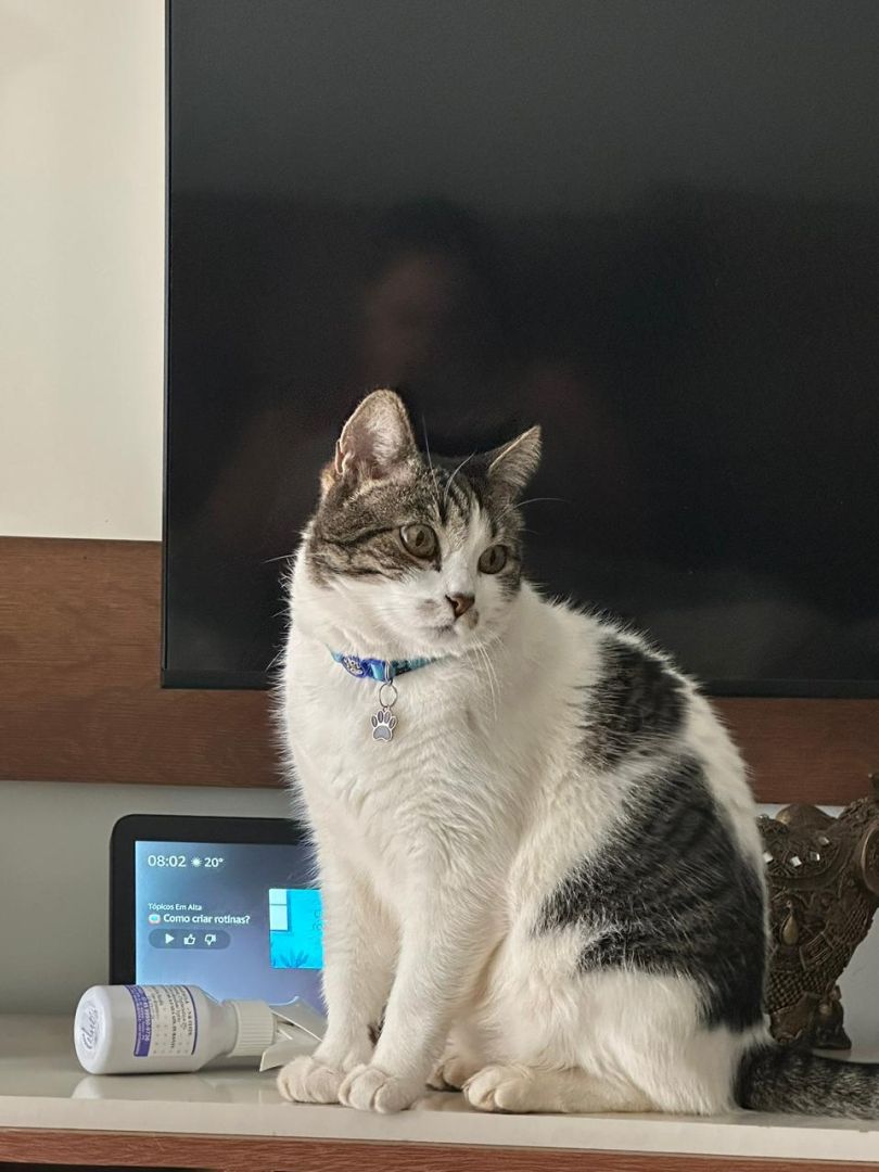 Familia procura gato branco com manchas cinzas desaparecido em Toledo