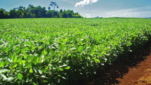 Sindicato Rural de Toledo alerta para impacto na produtividade da próxima safra 2026/2027 com alta dos fertilizantes