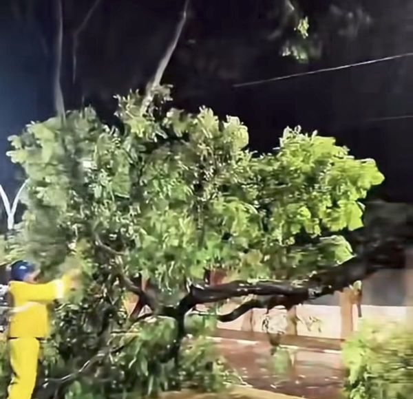 Árvore cai e interdita Avenida Maripá na noite de domingo em Toledo