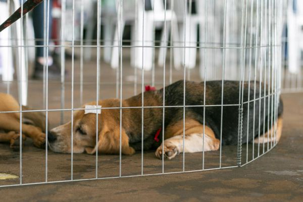 Castra Mais Paraná pretende castrar 720 animais em Toledo