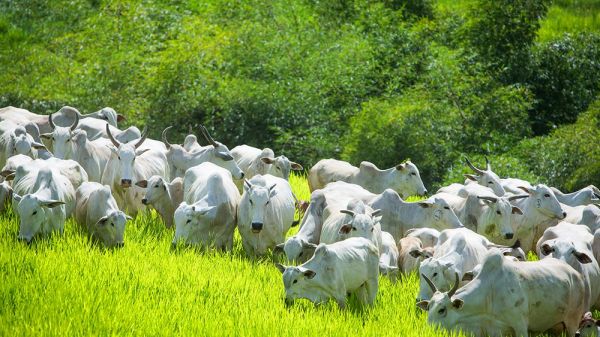 Membro de Comissão Técnica avalia cenário da pecuária de corte e defende frigorífico em Toledo