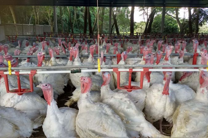 Exportações de perus crescem 34% no Paraná, resultado histórico para o trimestre