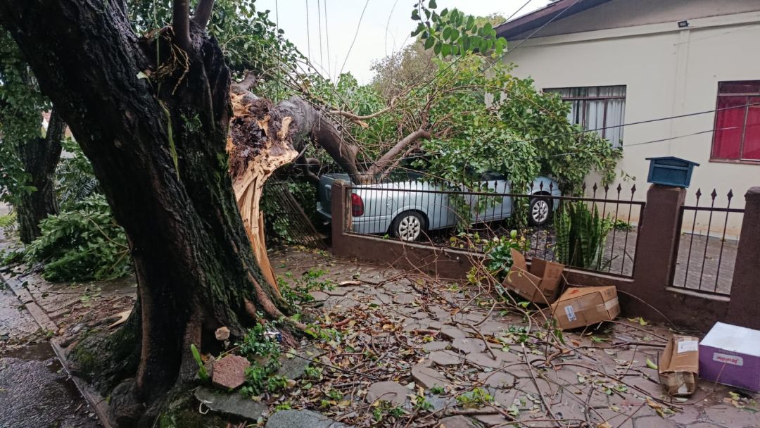 Temporal derruba pelo menos 10 árvores, bloqueia ruas e deixa moradores sem luz e internet em Toledo