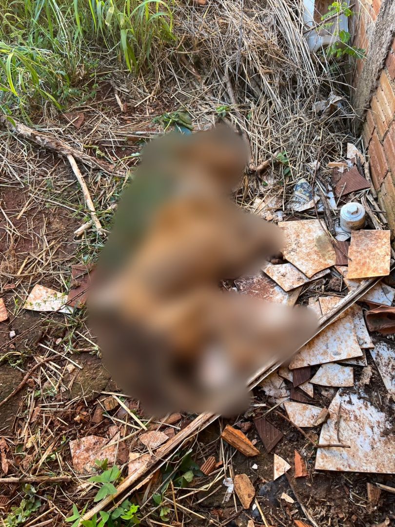 Defesa Animal encontra pitbull morto e outro cão debilitado em residência no Jardim Europa