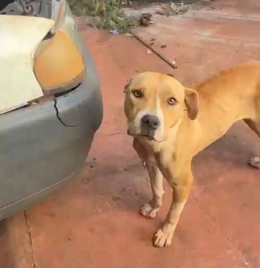 Caso de maus-tratos contra pitbulls deve ter inquérito concluído nas próximas semanas