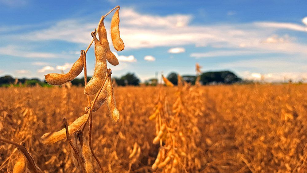 Sindicato Rural de Toledo acompanha debates sobre política de royalties das sementes e logística reversa