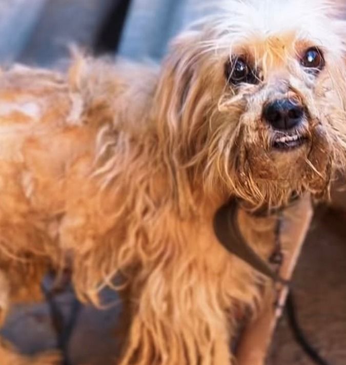Cão encontrado em estado crítico mobiliza resgate e leva tutor à prisão em Toledo