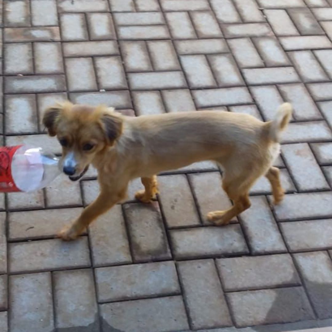 Família de Toledo procura cachorrinha desaparecida nas proximidades do Colégio Maracanã