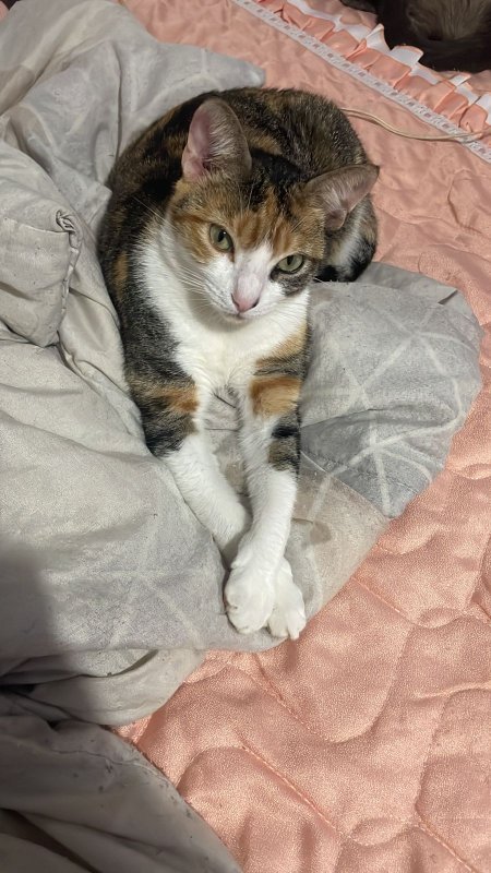Gatinha Margô desaparece na Vila Boa Esperança em Toledo