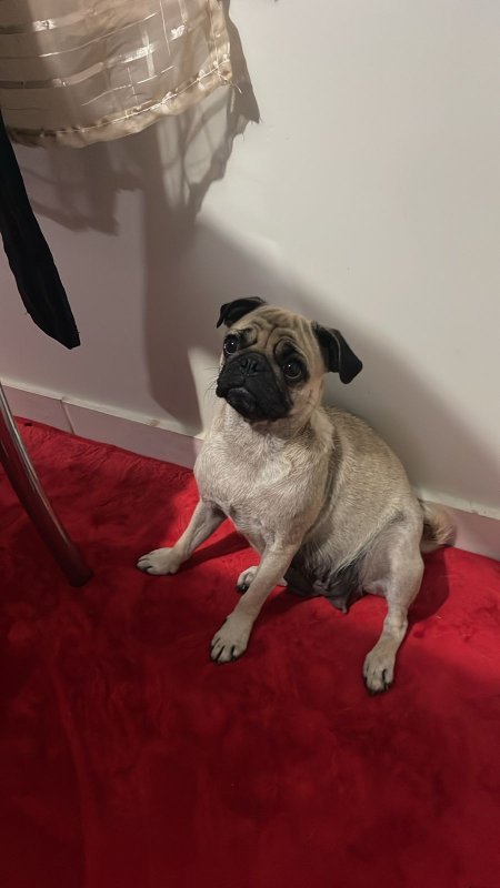 Família procura por cachorra Pug desaparecida no Jardim Bressan
