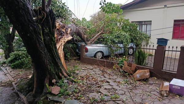 Temporal derruba pelo menos 10 árvores, bloqueia ruas e deixa moradores sem luz e internet em Toledo