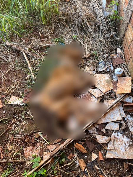 Defesa Animal encontra pitbull morto e outro cão debilitado em residência no Jardim Europa