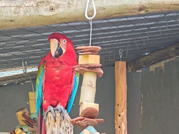 Após 4 anos de espera, mantenedor de animais silvestres é autorizado em Toledo