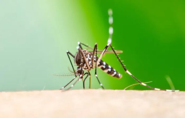Toledo acende alerta para crescimento de casos de febre chikungunya