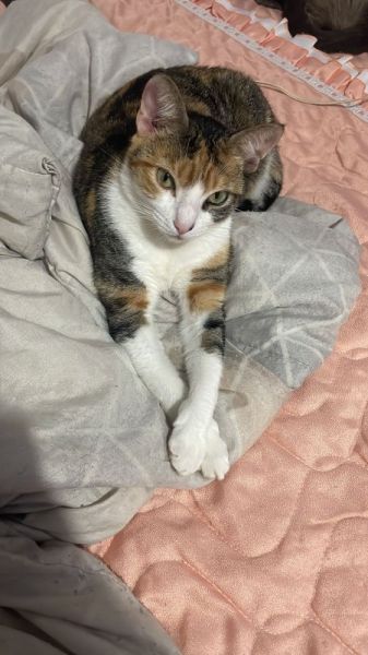 Gatinha Margô desaparece na Vila Boa Esperança em Toledo