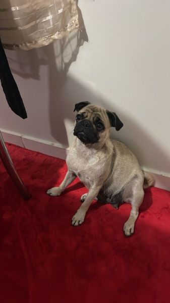 Família procura por cachorra Pug desaparecida no Jardim Bressan