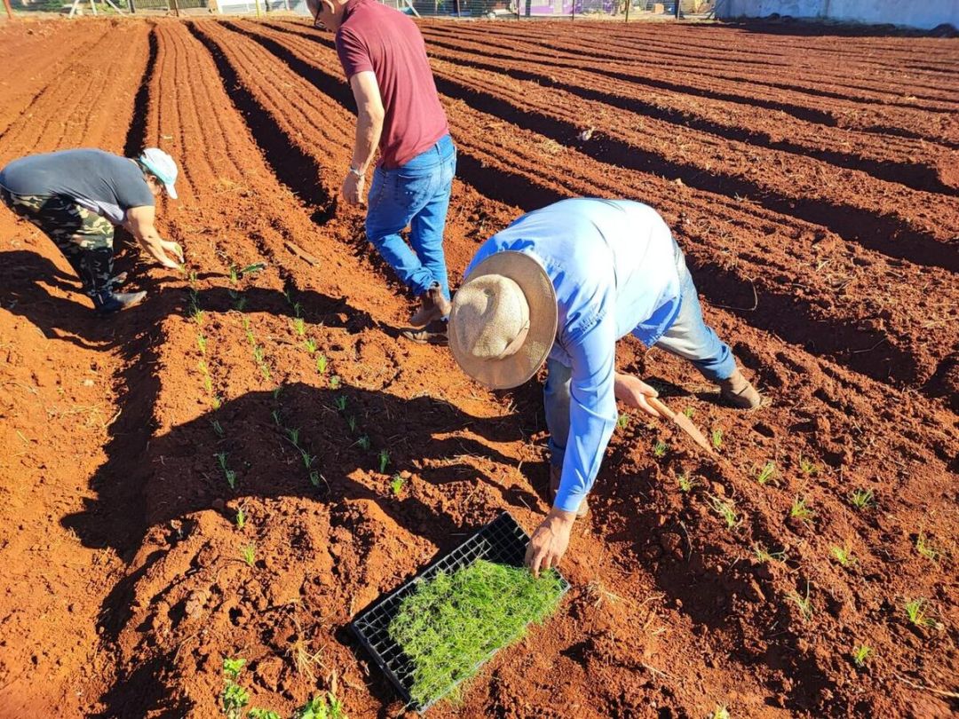 Horta Agrocidadão incentiva alimentação saudável em Toledo