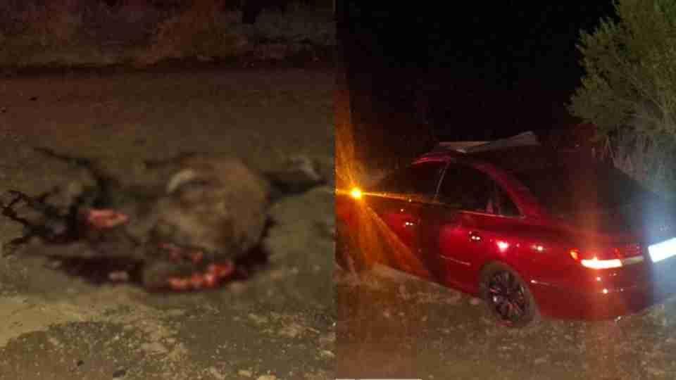 Menino de 10 anos morre após carro atingir cavalos soltos na PR-456