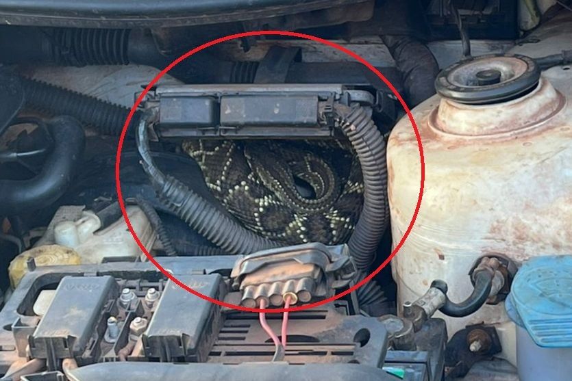 ‘Susto debaixo do capô’: Frentista encontra cobra cascavel ao checar motor em posto de Cruzeiro do Oeste