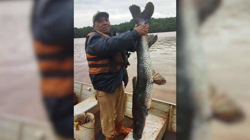 Pescador fisga pintado de 1,5 metro no Lago de Itaipu em Mercedes