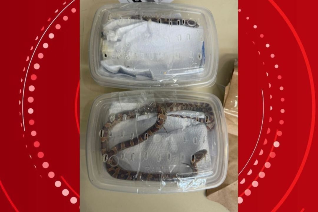 Serpentes vivas são encontradas em encomendas do Correios no PR