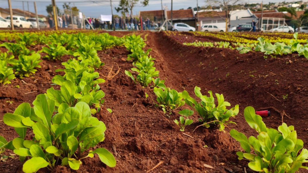 Toledo inaugura horta comunitária e transforma área abandonada em espaço de produção, inclusão social e geração de renda