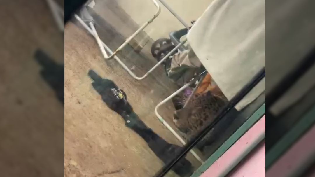 Onça-pintada é encontrada embaixo de varal de roupas em casa de Foz do Iguaçu