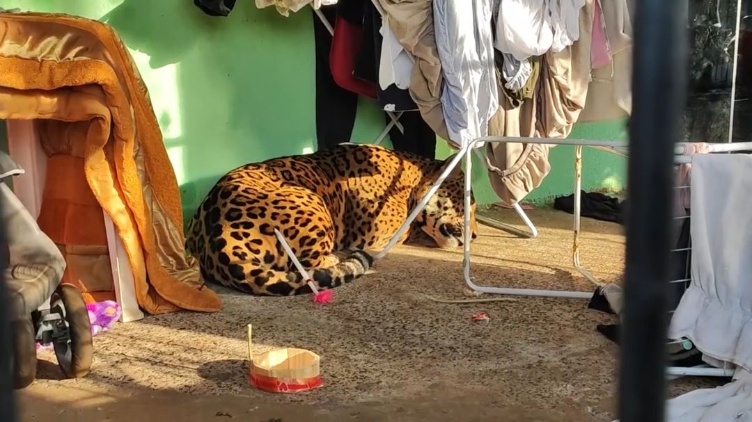 Vídeo mostra resgate de onça-pintada que entrou em residência em Foz do Iguaçu