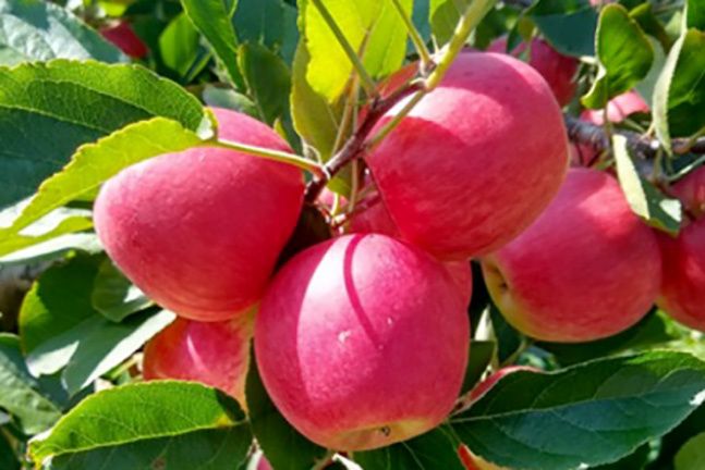 IDR-Paraná prepara 4 novas cultivares para fortalecer a fruticultura do estado