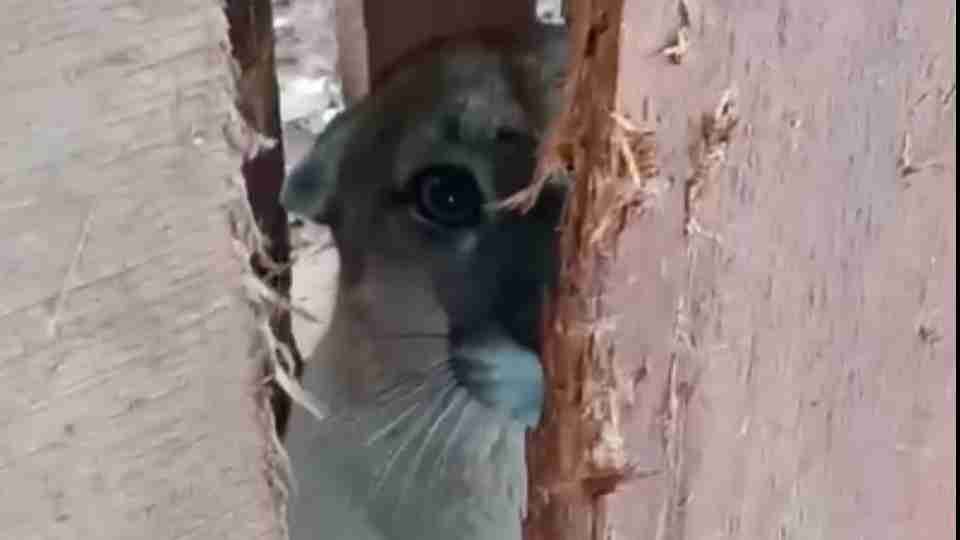 Onça-parda é capturada após ataques a rebanho no interior de Santa Helena