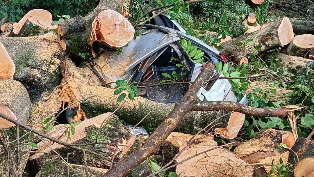 Árvore de grande porte cai no Jardim Pancera, atinge duas casas e deixa veículo destruído