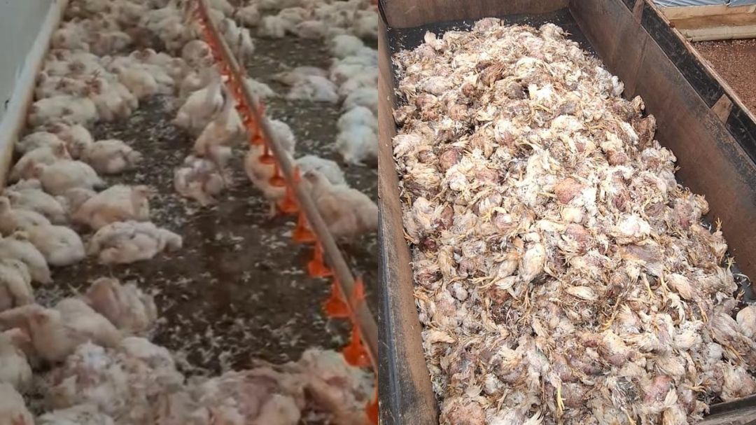 Sem energia, aviário perde cerca de 30 mil frangos e prejuízo pode chegar a R$ 100 mil em Cascavel