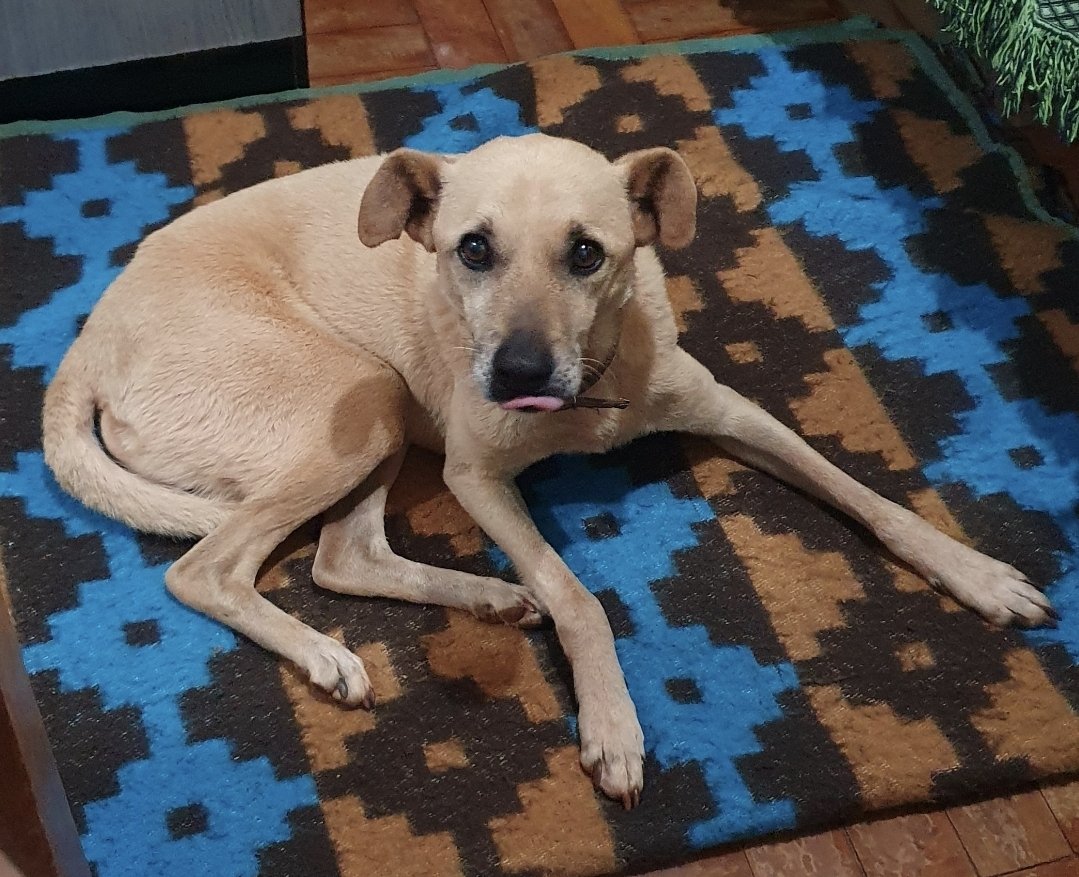 Família procura por cachorro desaparecido no Jardim Porto Alegre