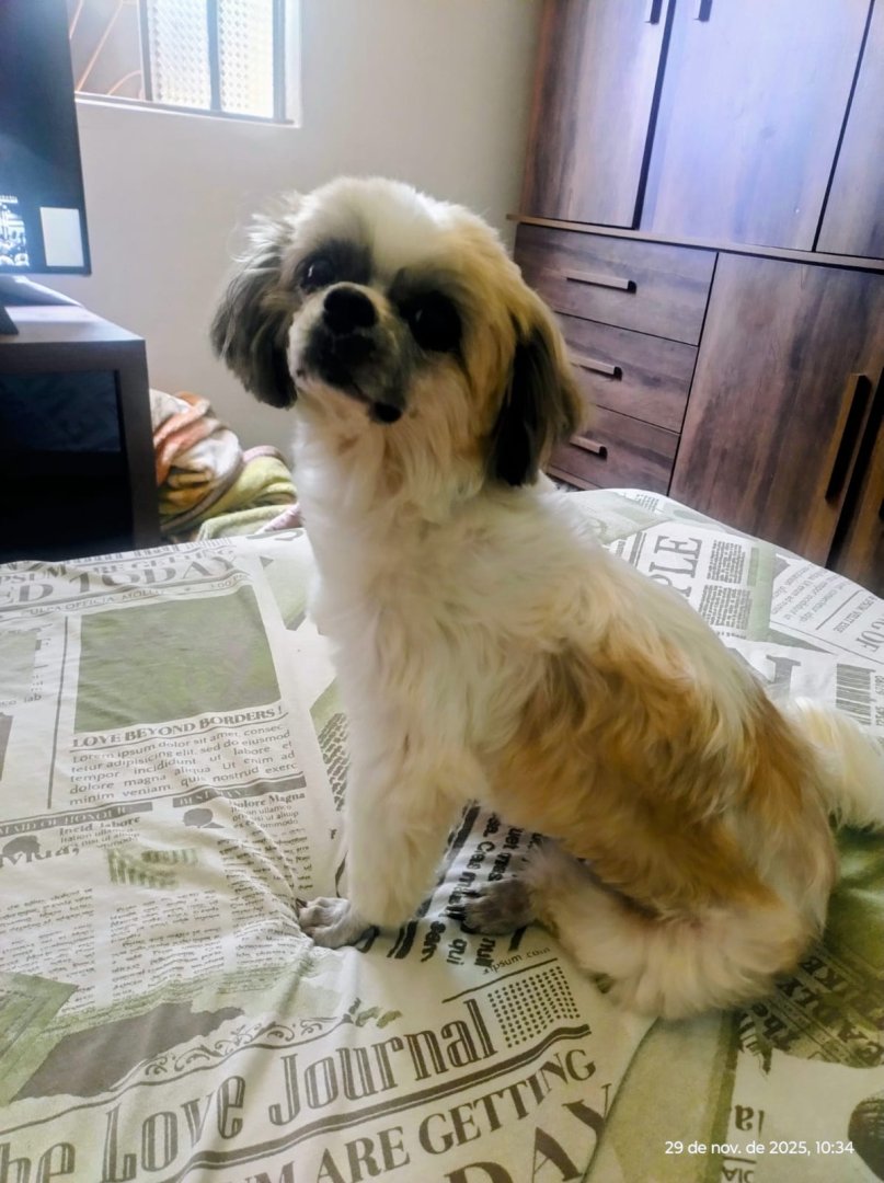 Família oferece recompensa de R$ 1.000 por informações sobre cachorra desaparecida no Centro de Toledo