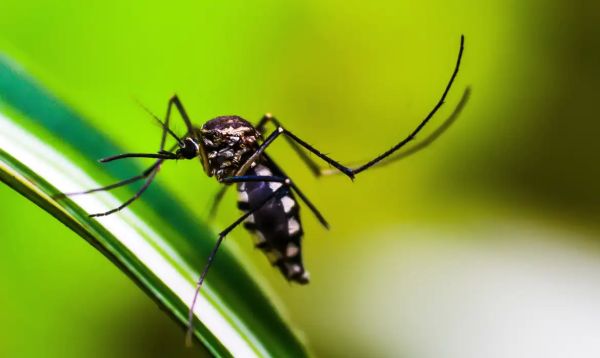 Chikungunya já tem 22 casos confirmados em Toledo e supera todo o total de 2025; dengue soma 41