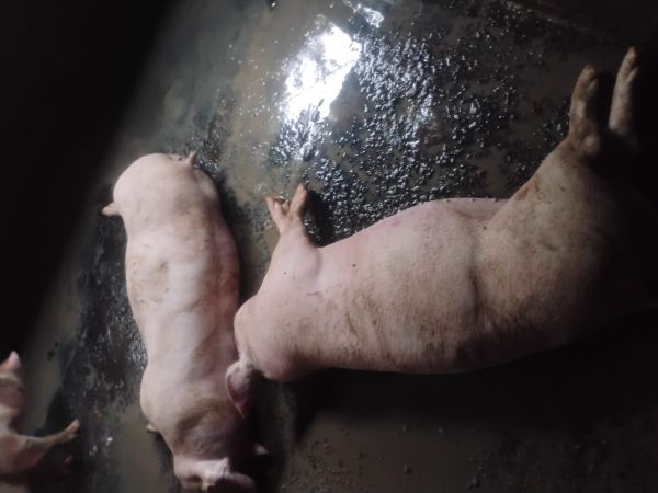 Porcos morrem após raio atingir zona rural de Cascavel