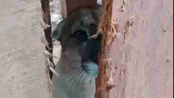 Onça-parda é capturada após ataques a rebanho no interior de Santa Helena