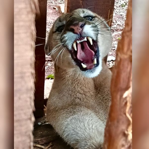 Após aparecimento de onça-pintada em Foz do Iguaçu, agricultor captura onça-parda em Santa Helena; confira o vídeo