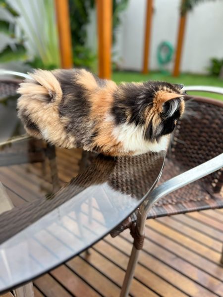 Família oferece R$ 500 de recompensa por gata persa Lilica desaparecida no Lá Salle