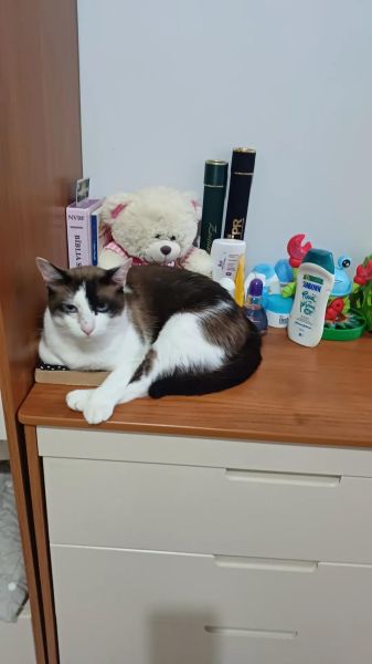Família procura por gato Tufinho desaparecido na Vila Operária