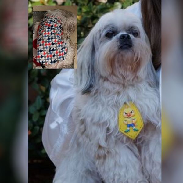 Família procura por cachorro Shih Tzu desaparecido na região do La Salle