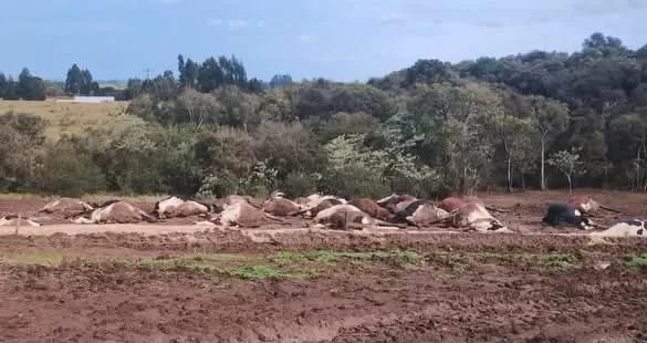 32 vacas leiteiras morrem após rompimento de cabo de alta tensão em Santa Catarina