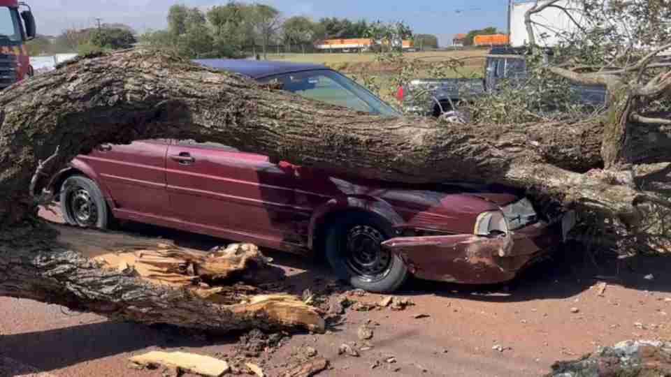 Árvore cai sobre carro em avenida de Cascavel