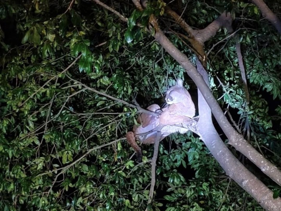Onça-parda é flagrada em árvore na prainha de Porto Mendes