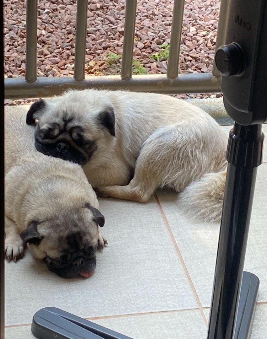 Família procura por dois Pugs desaparecidos no Tocantins