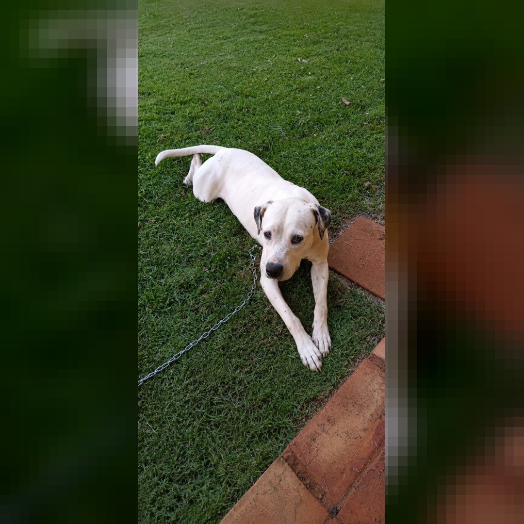 Cachorra Lola desaparece no Jardim Coopagro em Toledo