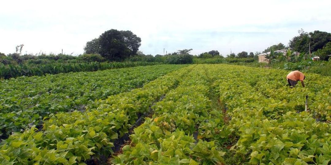 Grande Muralha Verde restaura 1,66 milhão de hectares na África