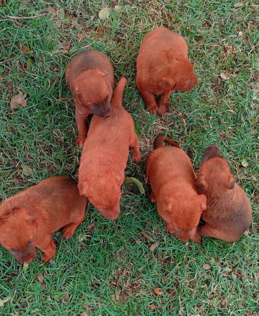 Seis filhotes nascidos dentro de um buraco em Concórdia do Oeste são resgatados e aguardam adoção em Toledo